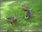 Enten im Dsseldorfer Stndehauspark.