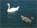 Schwan mit Nachwuchs, aufgenommen am Vierwaldsttter See bei Luzern.