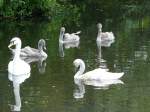 Schwan mit Nachwuchs in Leiden, Niederlande am 08-07-2007