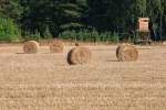 Nach der Ernte nutzt ein  Bussard den Strohballen scheinbar als Jagdansitz. - 22.07.2014