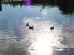Man knnte meinen die drei Stockenten genieen die wrmenden Sonnenstrahlen whrend sie im Wasser der angestauten Eger nach Essbaren suchen, Klasterec 20.10.07
