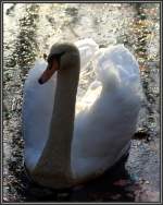 Schwan im Kaisergarten Oberhausen...  Anmut ist die Geschmeidigkeit der Form.  Sully Prudhomme 
