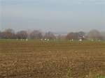 Schwne auf einem Acker bei Neichen, der 5. v.l. ist ein Silberreiher von dem 4 Stck auf dem Feld gegenber unterwegs waren, 21.11.07