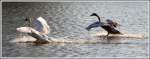 Wildlebende Schwne - Fotografiert am Rhein in Duisburg-Homberg.