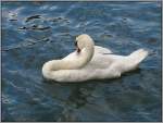 Ein Schwan bei der Federpflege, aufgenommen am 22.07.2007 in Zrich an der Limmat.