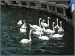 Ftterung in Zrich an der Limmat, gesehen am 22.07.2007.