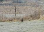 Ist es eine Maus oder was hat der Habicht da im Gras entdeckt? Rollingen/Mersch (Luxemburg) 22.12.07