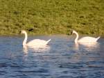 Die beiden Schwne schwimmen in der Sauer bei Erpeldange/Ettelbrck (Luxemburg) am 13.01.08.