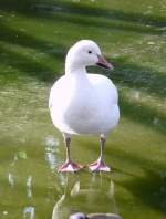Diese Ente wundert sich, dass sie plötzlich auf dem Wasser laufen kann.