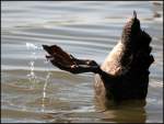 Einfach mal abtauchen - Bei den Massen an Spaziergngern konnte ich den Schwan gut verstehen... Ostersonntag am Rhein in Duisburg-Walsum.