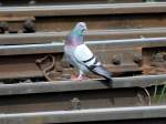 Die Gleise des Welser Hbf hat   sich diese Taube ausgesucht um  auf Nahrungssuche zu gehen.