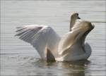 Dieser Schwan tummelte sich am Rhein in Duisburg (im Bereich der Zufahrt zur Fhre Walsum-Orsoy).