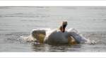 Von wegen  Hhnerbrstchen ... dieser Schwan imponierte mit stolz geschwellter Brust.