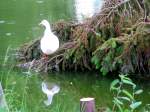 Weisse Hausente als  Aussteiger , denn diese lebt schon seit geraumer Zeit mit ihren  wilden  Genossen an einem Teich; 080530