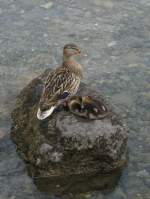Eine Entenfamilie bei der Siesta.
(27.05.2008)