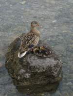 Eine Entenfamilie bei der Siesta.