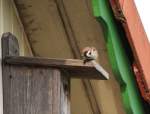 Feldsperling (Passer montanus), vor der Ftterung der Brut im Vogelhaus (05/2008)