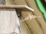 Anflug zur Ftterung I (Passer montanus), 05/2008