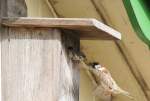 Anflug zur Ftterung III (Passer montanus), 05/2008