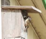 Ftterung (Passer montanus), 05/2008