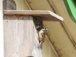 Genug Futter rangeschafft (Passer montanus), 05/2008