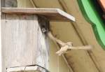 Abflug nach Ftterung (Passer montanus), 05/2008