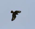 Gefahr aus der Luft: Musebussard (Buteo buteo) ber der Kleingartenanlage, 05/2008