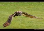 Uhu (Bubo Bubo) - Bird of Prey Centre, Irland Co.