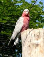 Rosakakadu am 09.06.2008 in Wilhelma/Stuttgart - Der Rosakakadu (Eolophus roseicapilla, in Australien auch Galah genannt) ist eine in Australien lebende Papageienart aus der Familie der Kakadus