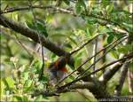 Rotkehlchen (Erithacus rubecula) bei der Federpflege.