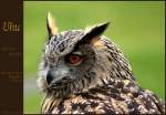 Uhu (Bubo Bubo) - Eurasian Eagle Owl - Bird of Prey Centre, Ballyvaughan Irland Co.