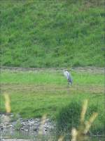 Ein Graureiher mit eingezogenem Kopf am Ufer der Sauer bei Erpeldange/Ettelbrck fotografiert am 10.07.08.