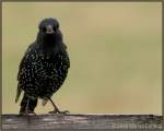 Der Star (Sturnus vulgaris) von Stonehenge.