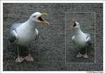 Futter bitte hier einwerfen - Bettelnde Mwe im Hafen von Mevagissey, Cornwall UK