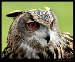 Uhu - Eurasian Eagle Owl - Bubo bubo
