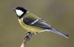 Vgel am Fenster - die Ftterungssaison beginnt wieder;
hier Kohlmeise, Parus major (09.11.2008)