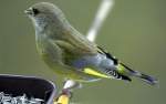 Vgel am Fenster - die Ftterungssaison beginnt wieder;
hier Grnfink, Carduelis chloris (09.11.2008)