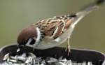 Vgel am Fenster - die Ftterungssaison beginnt wieder;
hier Feldsperling, Passer montanus (09.11.2008)