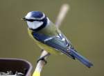 Vgel am Fenster - die Ftterungssaison beginnt wieder;
hier Blaumeise, Parus caeruleus (09.11.2008)