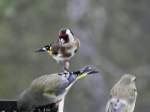 Vgel am Fenster - Stieglitz, Carduelis carduelis (20.11.2008) - 
 hoffentlich kann ich auch bald an die Krner 