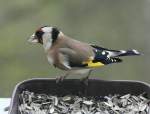 Vgel am Fenster - Stieglitz, Carduelis carduelis (20.11.2008) 