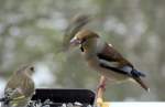 Vgel am Fenster - Kernbeier, Coccothraustes coccothraustes (26.11.2008)