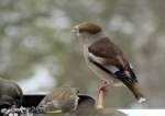 Vgel am Fenster - Kernbeier, Coccothraustes coccothraustes (26.11.2008)