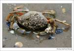 Krabbe - Gestrandet im Watt der Nordsee, Neuharlingersiel - Ostfriesland