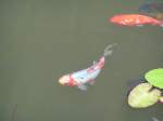 Zierfische tummeln sich im Teich des Freizeitpark´s Agrarium; 070715