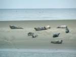 Seehunde auf einer Sandbank vor Wangerooge; August2006