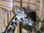 Eine Rothschildgiraffe im Gelsenkirchener Zoo am 01.