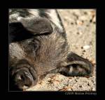 Wollschwein-Frischling - Schwalbenbuchiges Mangalitza-Schwein. Infos: http://de.wikipedia.org/wiki/Wollschwein