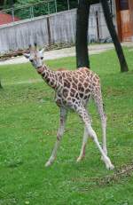 Eine junge Giraffe im Zoo Schmiding(Obersterreich)  am 12.07.2009