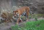 Ein sibirischer Tiger im Zoo Schmiding  (Obersterreich) am 12.07.2009